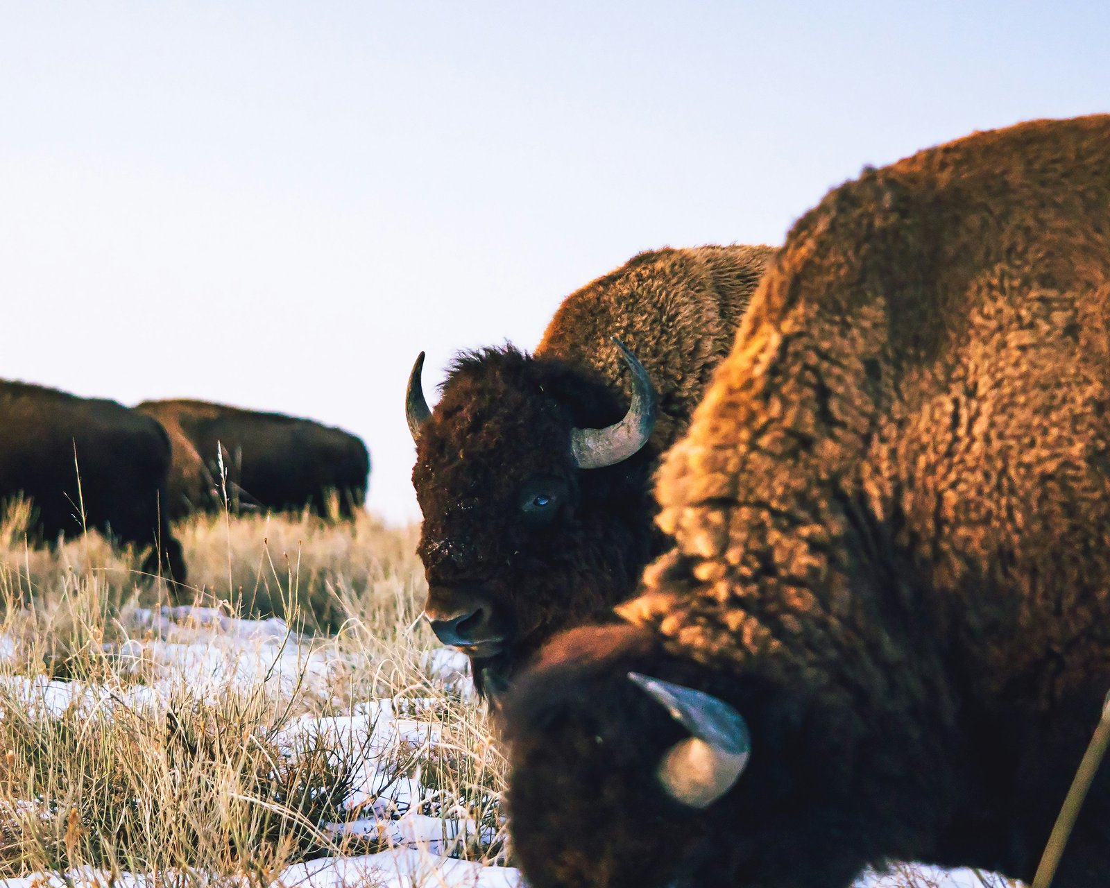 a herd of bison standing on top of a snow covered field