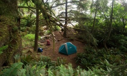 Unveiling Jungle Camp 2025: What to Expect from This Year’s Adventure
