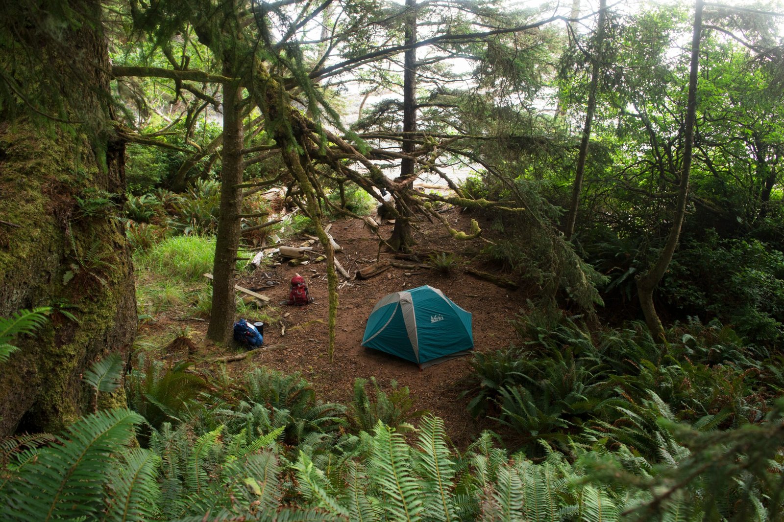 a blue tent sitting in the middle of a forest