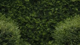 Latest Updates on Lombard Staked BTC: Insights and Recommendations