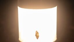 Understanding Wrapped Beacon ETH: Current Trends, Price Analysis, and Investment Considerations