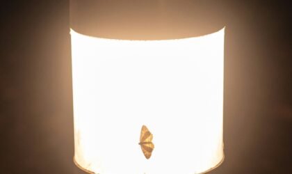 Understanding Wrapped Beacon ETH: Current Trends, Price Analysis, and Investment Considerations