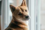 Latest Updates on Dogecoin: Price Insights and Investment Guidance (September 2025)
