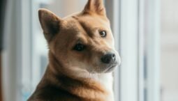 Latest Updates on Dogecoin: Price Insights and Investment Guidance (September 2025)