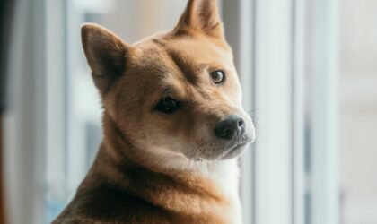 Latest Updates on Dogecoin: Price Insights and Investment Guidance (September 2025)