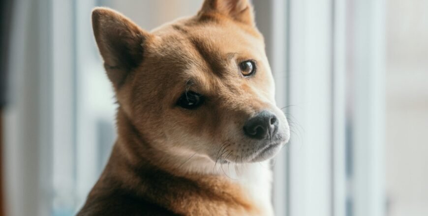 Latest Updates on Dogecoin: Price Insights and Investment Guidance (September 2025)